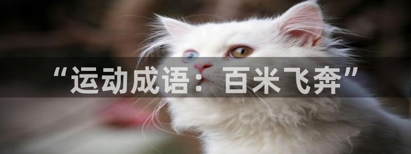 悟空体育下载：“运动成语：百米飞奔”